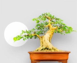 Cụ nguyệt 63 hoành cao chỉ 55 cm!