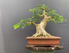 Cụ nguyệt 63 hoành cao chỉ 55 cm!