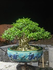 Bonsai mai chiếu thủy