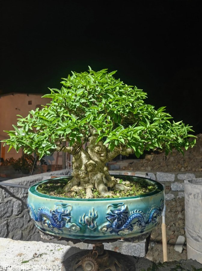 Bonsai mai chiếu thủy