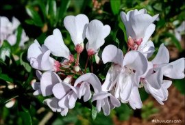 Desmodium unifoliatum tree, white flower