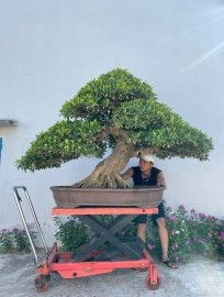 Si đài loan, bê cóng róng
