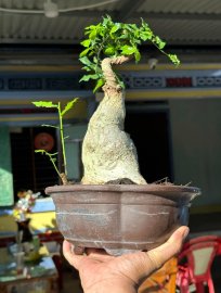 Vừa bán cây vừa bán chậu