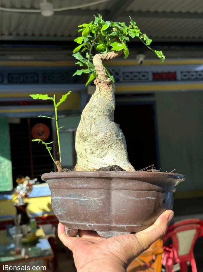 Vừa bán cây vừa bán chậu