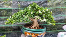 Orange jasmine tree