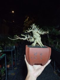 Water Jasmine bonsai tree