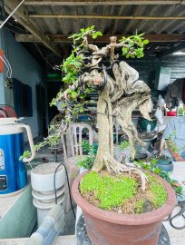 Linh sam hàng lũa đảo