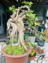 Linh sam hàng lũa đảo
