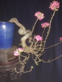 Em Giấy Mỹ zin ...