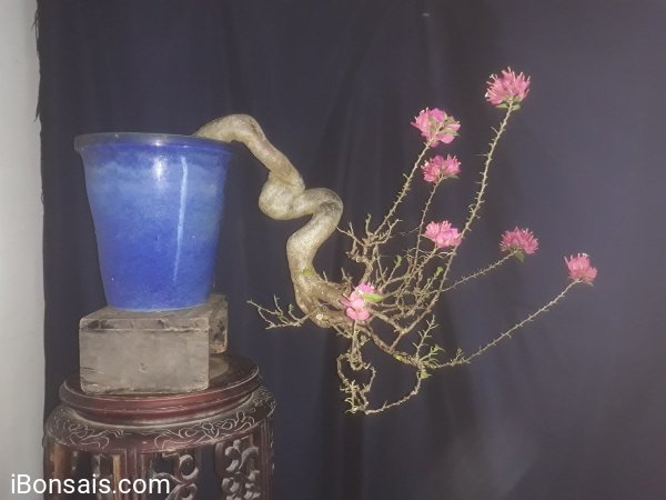 Em Giấy Mỹ zin ...