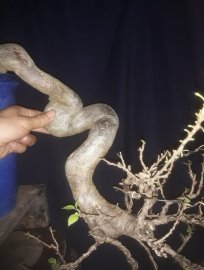 Em Giấy Mỹ zin ...