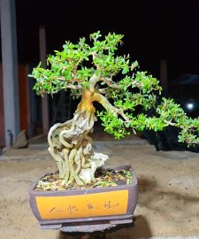 Blue bell tree over rock