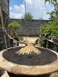 Blue bell pre-bonsai tree