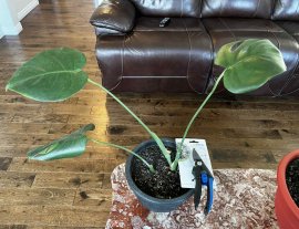 Combo Monstera Split Leaf plant and sniper or cutter