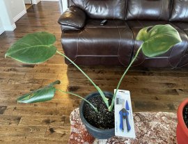 Combo Monstera Split Leaf plant and sniper or cutter