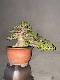 MCT Trực cành phóng