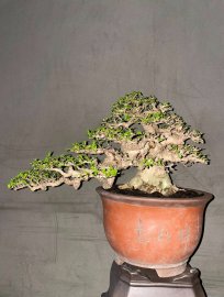 Wrightia religiosa bonsai tree