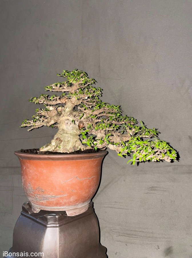 Wrightia religiosa bonsai tree