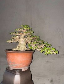 Wrightia religiosa bonsai tree