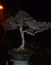 Antidesma acidum mountain tree