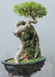 Ficus benjamina mature tree over rock