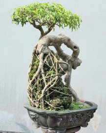 Ficus benjamina mature tree over rock
