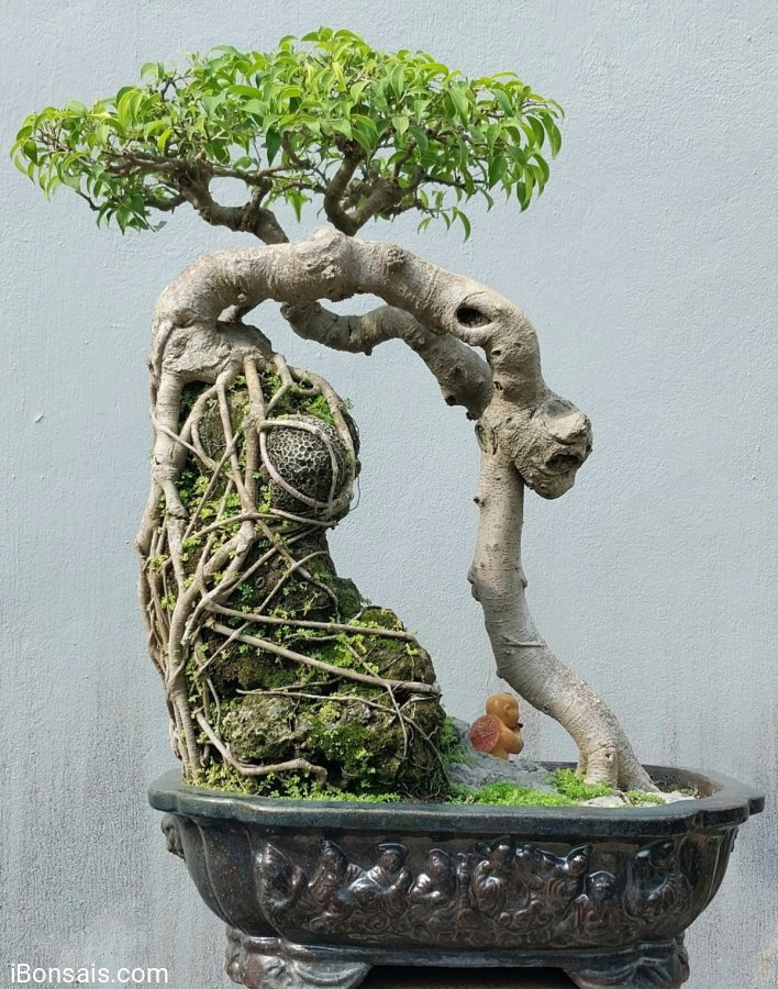 Ficus benjamina mature tree over rock