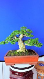 Water Jasmine tree
