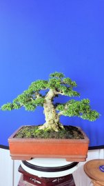 Water Jasmine tree