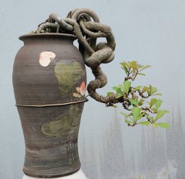 Lộc vừng mini siêu hoa