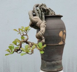 Lộc vừng mini siêu hoa