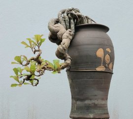 Lộc vừng mini siêu hoa