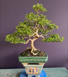 Sam hương già quá rồi