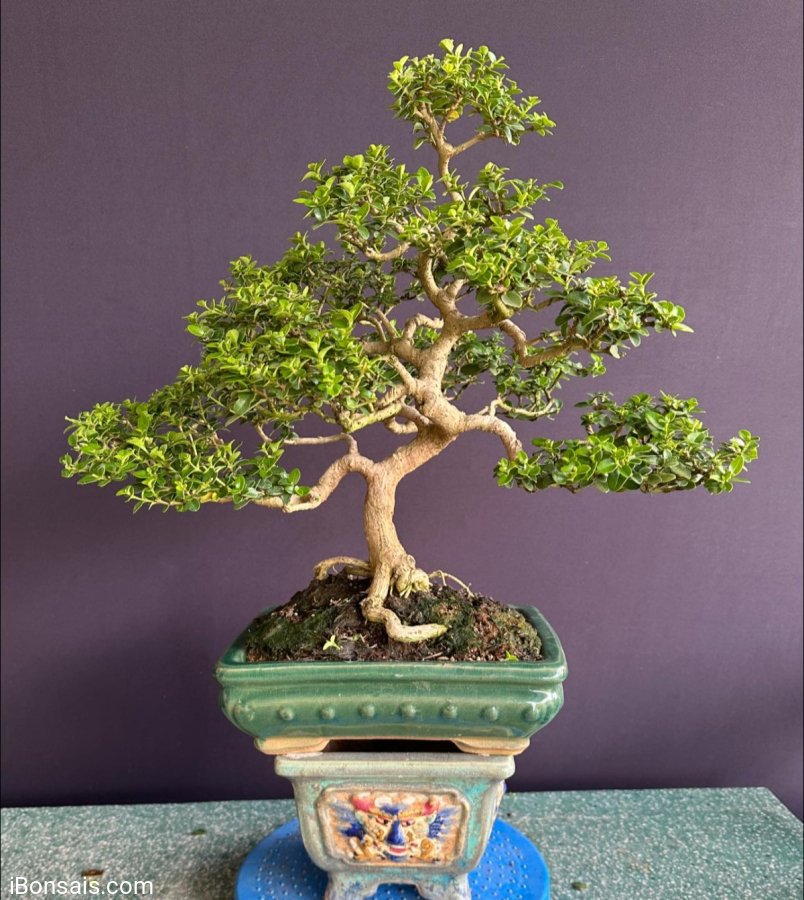 Sam hương già quá rồi