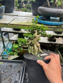 Premna tree overrock