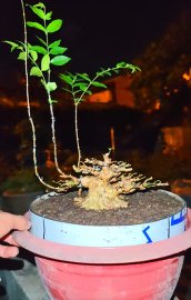 Water Jasmine mini tree