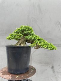 Mai chiếu thuỷ