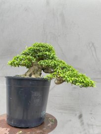 Wrightia religiosa bonsai tree