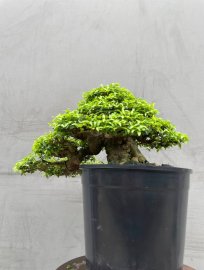 Wrightia religiosa bonsai tree