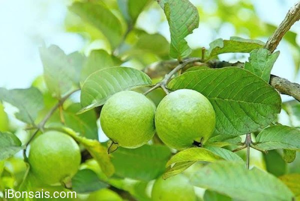 Em Ổi Sẻ lên chậu chờ trái...