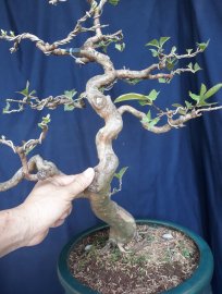 Em Ổi Sẻ lên chậu chờ trái...