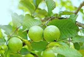 Em Ổi Sẻ lên chậu chờ trái...