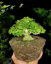 Mai chiếu thủy mini