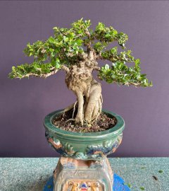 Một cục sam trái ú ụ chưa đến 1củ khoai