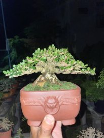Sam trái Lùn tịt
