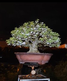 Water Jasmine bonsai tree with full flowers