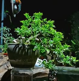 Ngâu ta hoa vàng nhìn phê thật