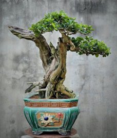 Trắc lũa rin nghệ thuật