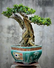 Dalbergia cochinchinensis bonsai tree with driftwood