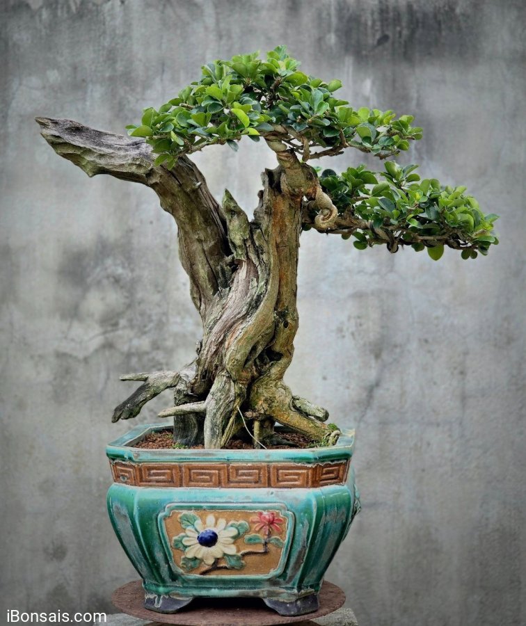 Dalbergia cochinchinensis bonsai tree with driftwood